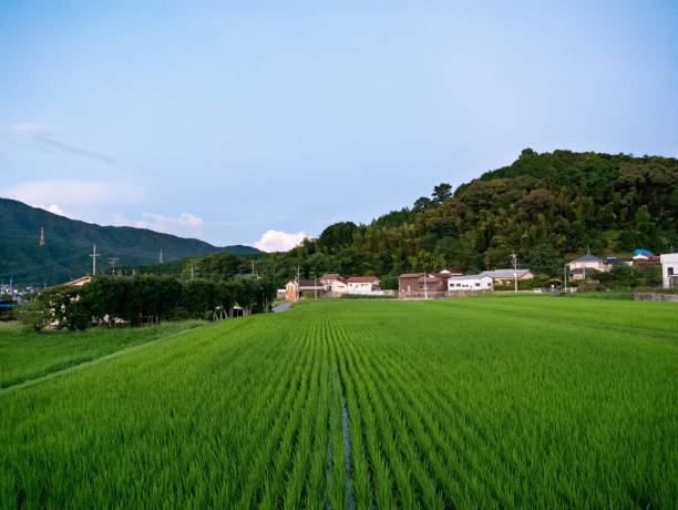 istock view of paddy field in dusk time. 1169710957