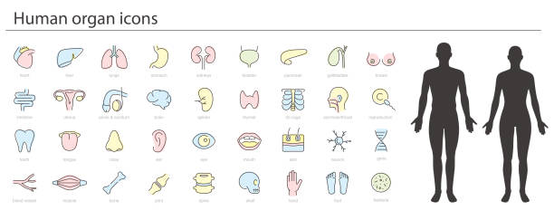 zestaw ikon ludzkich narządów, ikony medyczne, ilustracja wektorowa - torso stock illustrations