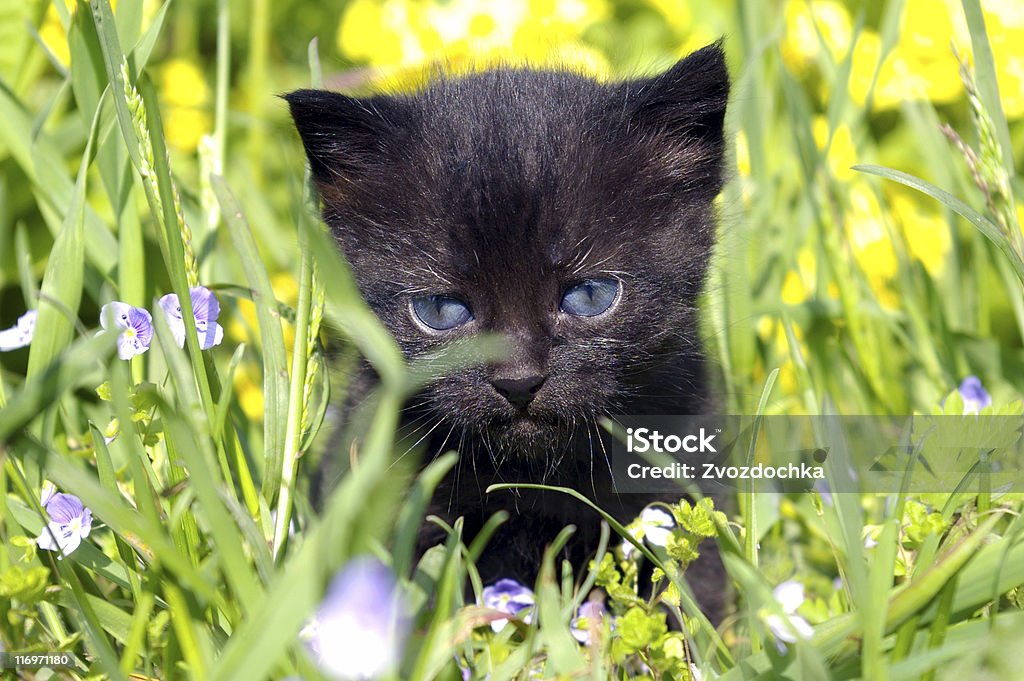 Black kitty. - Photo de Animaux de compagnie libre de droits
