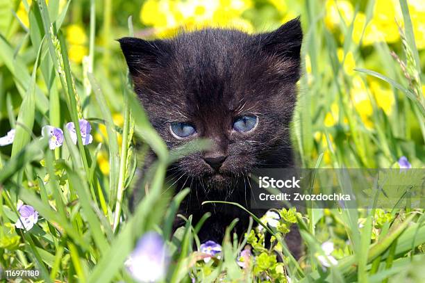 Photo libre de droit de Black Kitty banque d'images et plus d'images libres de droit de Animaux de compagnie - Animaux de compagnie, Bleu, Chat domestique