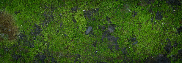 istock Moss green texture. Moss background. Green moss on grunge texture, background. Long web banner 1169712521