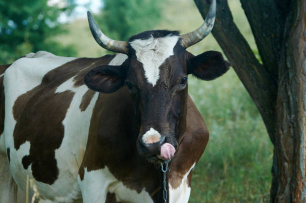 istock Dairy cow in the countryside on a summer July evening. 1169713514