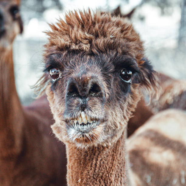 istock alpaca portraits: sweet, funny face collection for animal lovers 1169713712