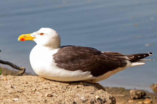 istock Sea gull at the water's edge 1169714106