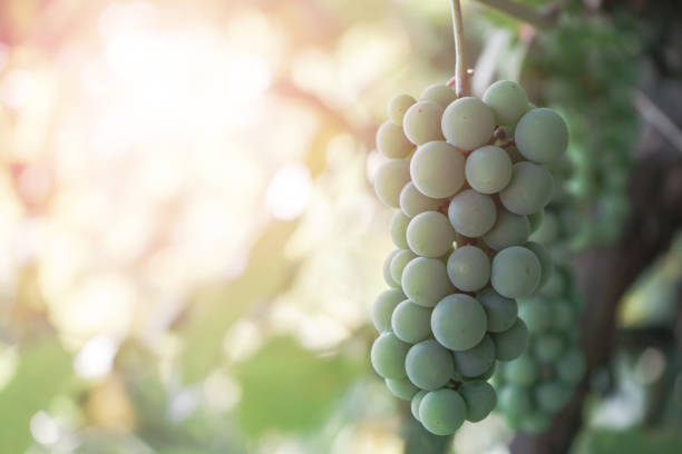 istock Bunch of green grapes on a growing grapevine background. 1169714664