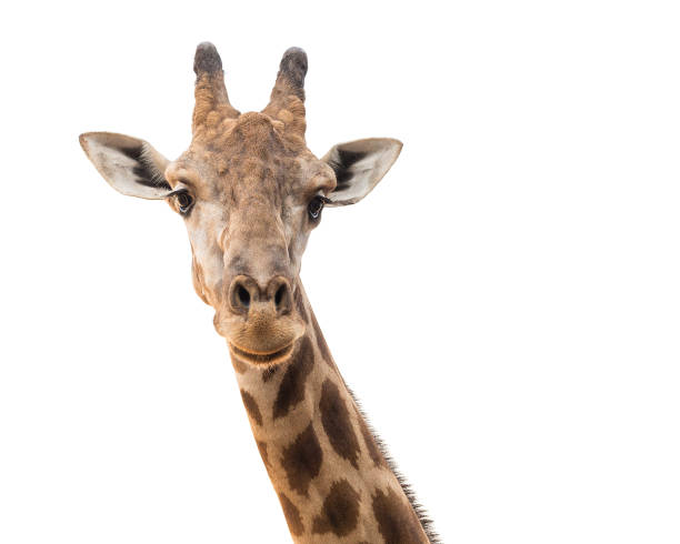 istock Giraffe head and neck on a white background. 1169716545