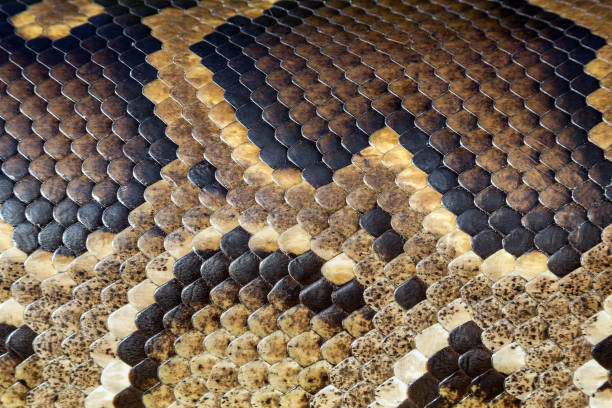 Python skin patterns for the background. stock photo
