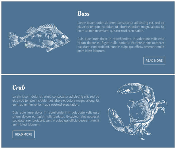 ilustrações de stock, clip art, desenhos animados e ícones de bass fish and crab posters set vector illustration - fish prepared fish fishing bass