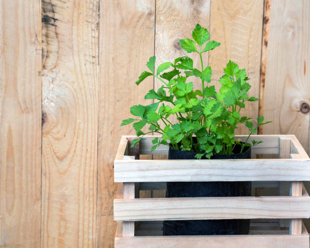istock Vertical gardening with organic vegetables. 1169717360