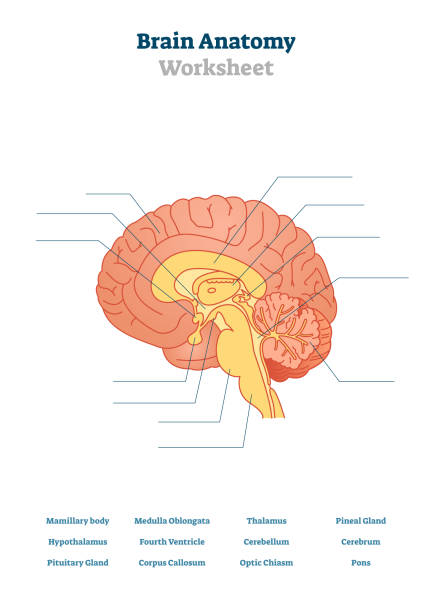 Brain anatomy vector illustration. Anatomical blank head organ structure. Brain anatomy vector illustration. Anatomical blank head organ structure. Educational printable scheme with thalamus, pons, cerebrum and hypothalamus. Physiology test topic for teachers exam lessons. thalamus illustrations stock illustrations