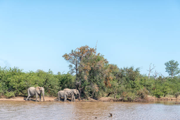 istock African Elephants drinking water at Sable Dam 1169717655