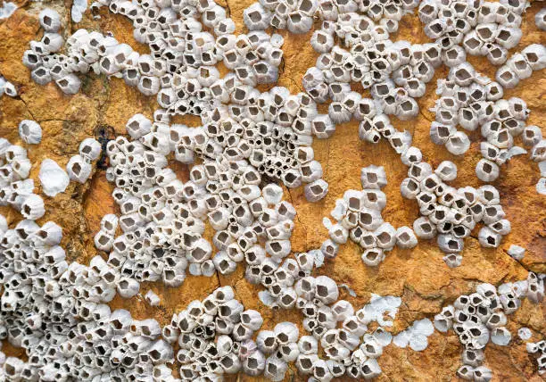 Rock Barnacle on the rock floor.