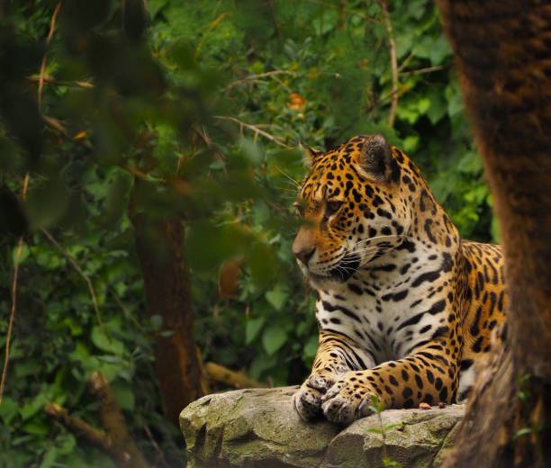 Jaguar resting Jaguar resting mato grosso state photos stock pictures, royalty-free photos & images