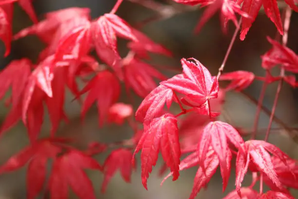 Photo of Image of purple red Japanese maples bonsai tree with spring leaves backlit (acer palmatum deshojo), acers leaves glowing in morning sunshine after rain with new shoots and unfurling leaf, bonsai tree leaves in sun growing in oriental Japanese garden