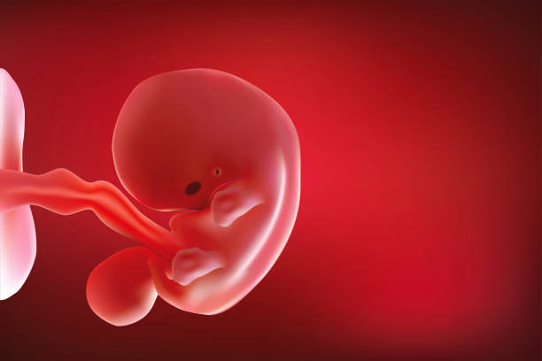 Fetus & Baby in mother's womb Fetus &As illustrated with red tones Fetus & Baby in mother's womb Fetus &As illustrated with red tones 3d scanning photos stock pictures, royalty-free photos & images