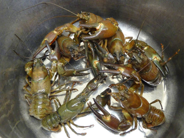 istock Image of American crayfish seafood shellfish in saucepan ready to cook for dinner, with sharp claws caught from freshwater river in Europe UK as introduced invasive species in England, healthy eating fish with fresh American signal crayfish 1169718702