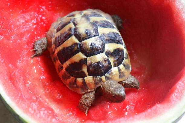 Stock photo of tortoise eating watermelon, hungry young baby Russian Hartsfield diet / Hermann's tortoise food, feeding and eating whole watermelon half / fresh fruit, melon as healthy pet tortoises diet guide and caring, head, front legs and patterned shell imagen de tortuga comiendo sandía, bebé bebé hambriento ruso hartsfield dieta / comida de la tortuga de hermann, alimentación y comer sandía entera media / fruta fresca, melón como saludable tortugas mascota guía de dieta y cuidado, cabeza, piernas