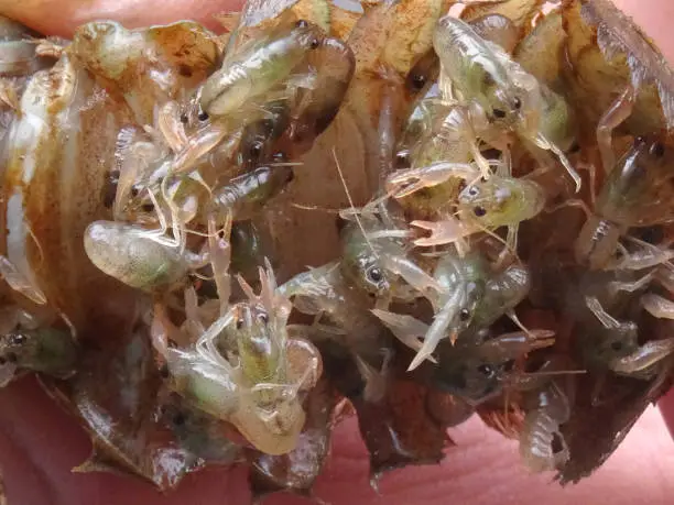 Photo of Image of American signal crayfish babies on shell tail covered in freshly hatched baby crayfish and juveniles, legs and sharp claws with shellfish caught from freshwater river in Europe UK as introduced invasive species in England, healthy eating fish