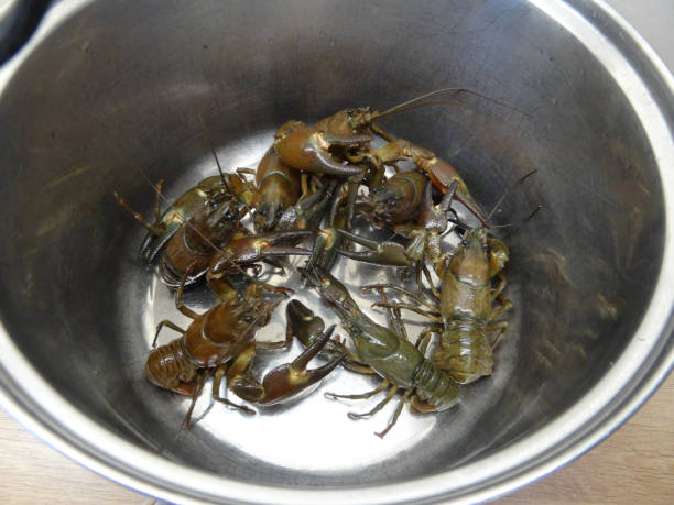 istock Image of American crayfish seafood shellfish in saucepan ready to cook for dinner, with sharp claws caught from freshwater river in Europe UK as introduced invasive species in England, healthy eating fish with fresh American signal crayfish 1169718749