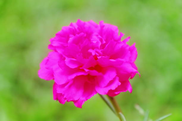 istock Pink of Common Purslane 1169718945