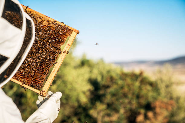 Beekeeper working collect honey. Beekeeping concept Beekeeper working collect honey. Beekeeping concept apiculture photos stock pictures, royalty-free photos & images