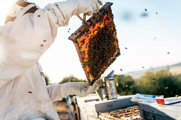 istock Beekeeper working collect honey. Beekeeping concept 1169718991