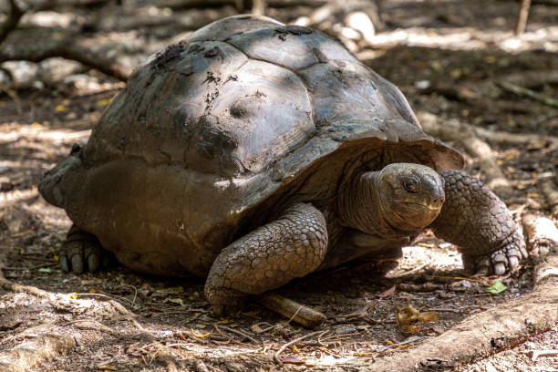 istock Giant tortoise in Zanzibar 1169719647
