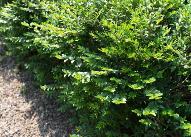 istock Lonicera pileata, privet honeysuckle or box-leaved honeysuckle 1169719695