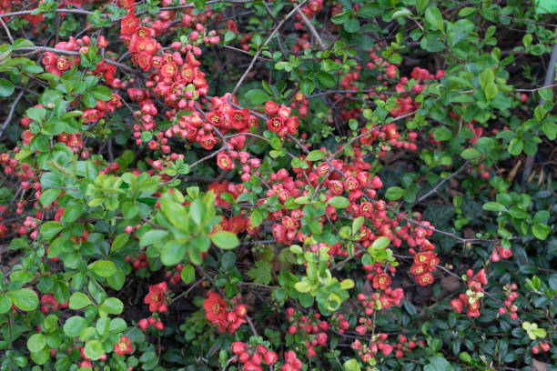 Lush Red flowers of Cydonia or Chaenomeles Japonica or Superba Lush Red flowers of Cydonia or Chaenomeles Japonica close up. Blooming Superba bush in spring garden cydonia stock pictures, royalty-free photos & images