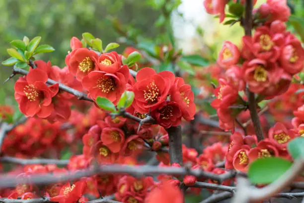 Lush Red flowers of Cydonia or Chaenomeles Japonica close up. Blooming Superba bush or scarlet flowering scrub with thorns in spring garden