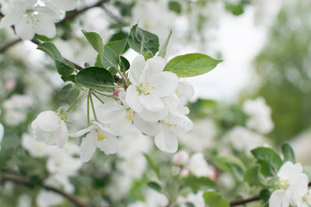 istock Beautiful Blossom Cherry Tree Flowers and Buds 1169719765