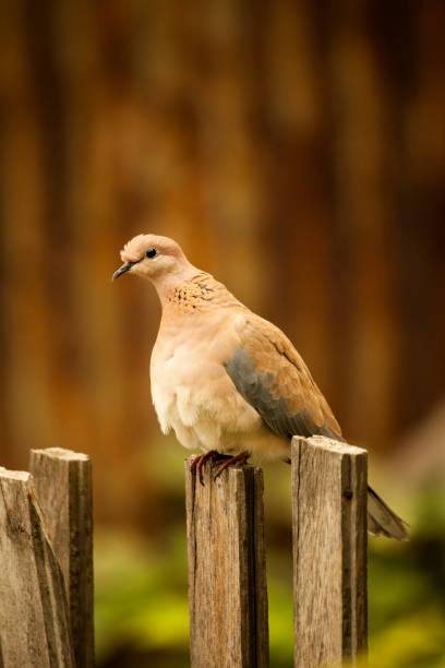 istock Dove sitting on fence 1169719798