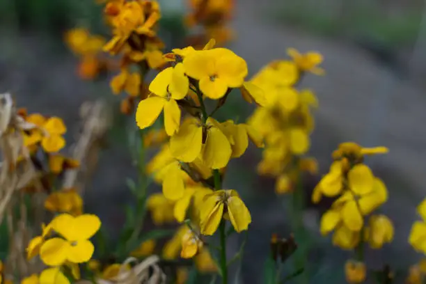 Erysimum cheiri flowers, Cheiranthus cheiri or wallflower in spring garden on blurred background. Yellow Goldlack flower with bokeh