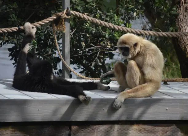Blonde and black langur monkey playing on a wood bridge.