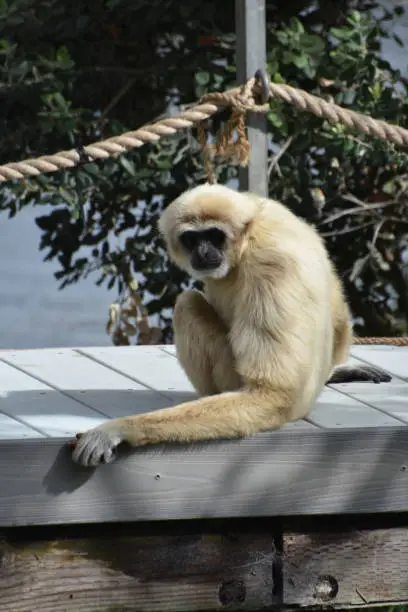 Cute javan langur monkey sitting on a wood bridge.