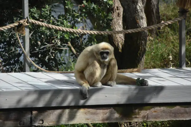 Cute javan langur monkey sitting on a wooden bridge.