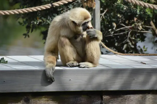 Sitting javan lutung monkey smelling something in his hand.