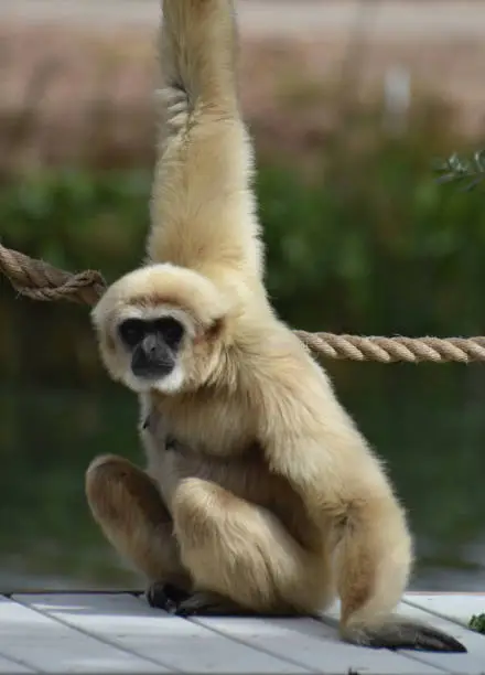 Javan lutung monkey with a single arm raised.