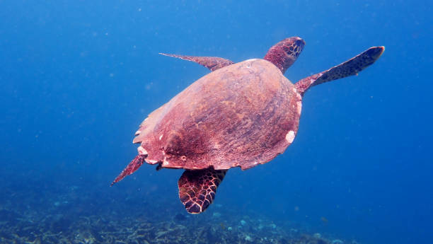 istock Hawksbill sea turtle in clear blue water 1169721924