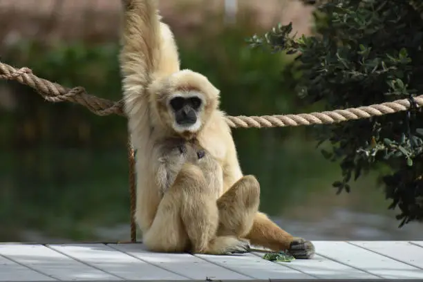 Javan langur monkey sitting on a wood bridge.