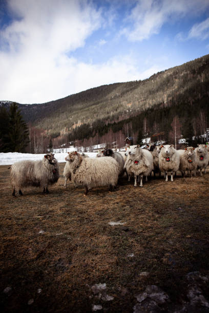 istock Norway - beautiful livestock picture 1169722565