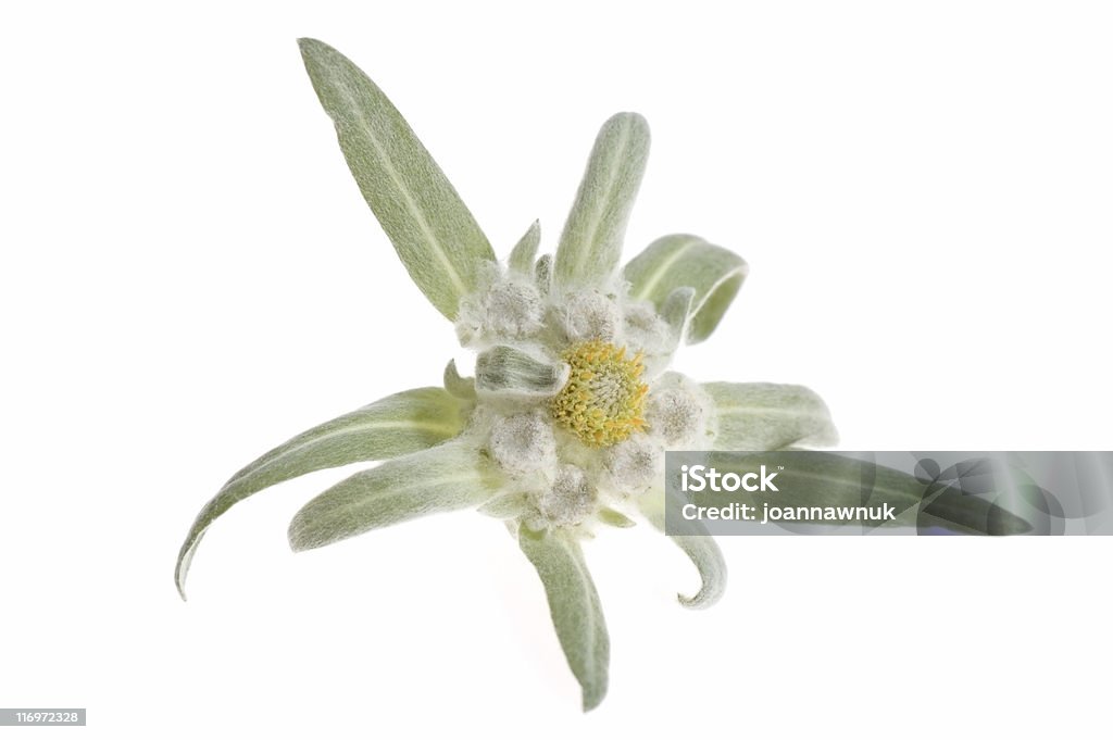edelweiss - Foto de stock de Edelweiss libre de derechos