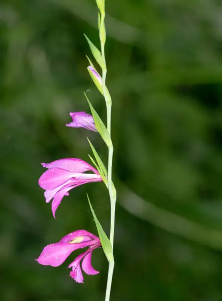 pink flower of gladiolus segetum