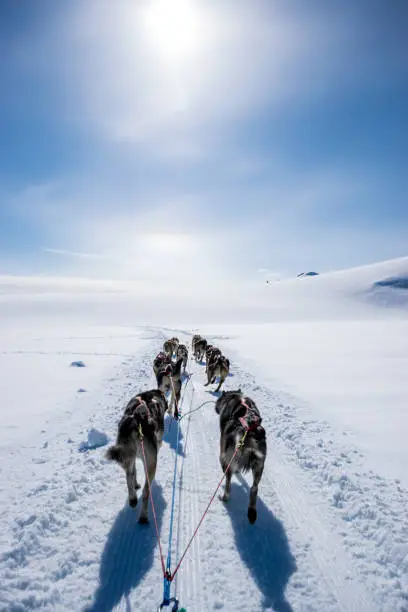 Dogsledding on a snowcapped mountain of Alaska on a sunny day of June.