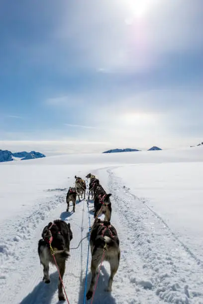 Photo of Dogsledding on a mountain peak.