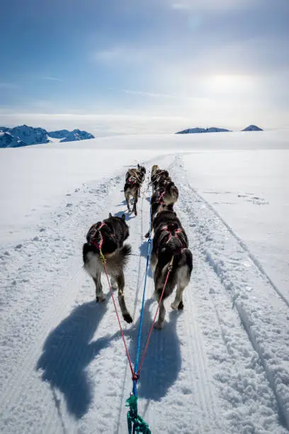 Photo of Dogsledding on a mountain peak.