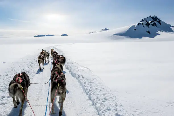 Photo of Dogsledding on a mountain peak.