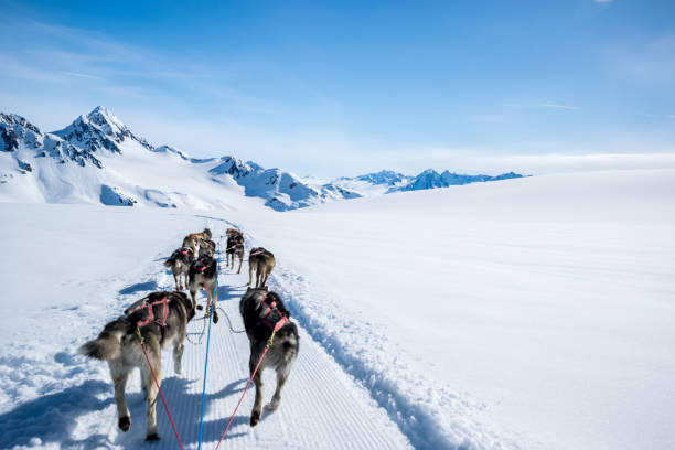 dogsledding on a mountain peak. - nordic running imagens e fotografias de stock