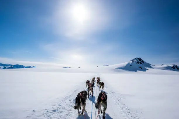 Photo of Dogsledding on a mountain peak.