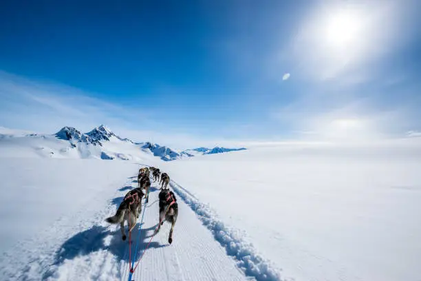 Photo of Dogsledding on a mountain peak.
